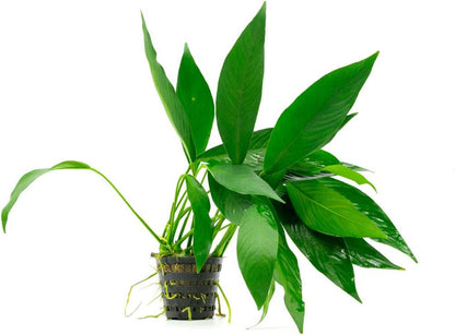 SubstrateSource Anubias Live Aquarium Plants - Potted Freshwater Plant for Fish Tanks, Terrariums
