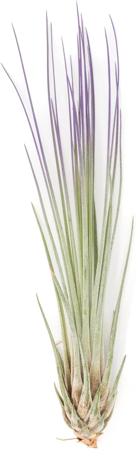 Purple Colorful Tillandsia Air Plants - Long Lasting Color Enhanced Live Tillandsia Succulent House