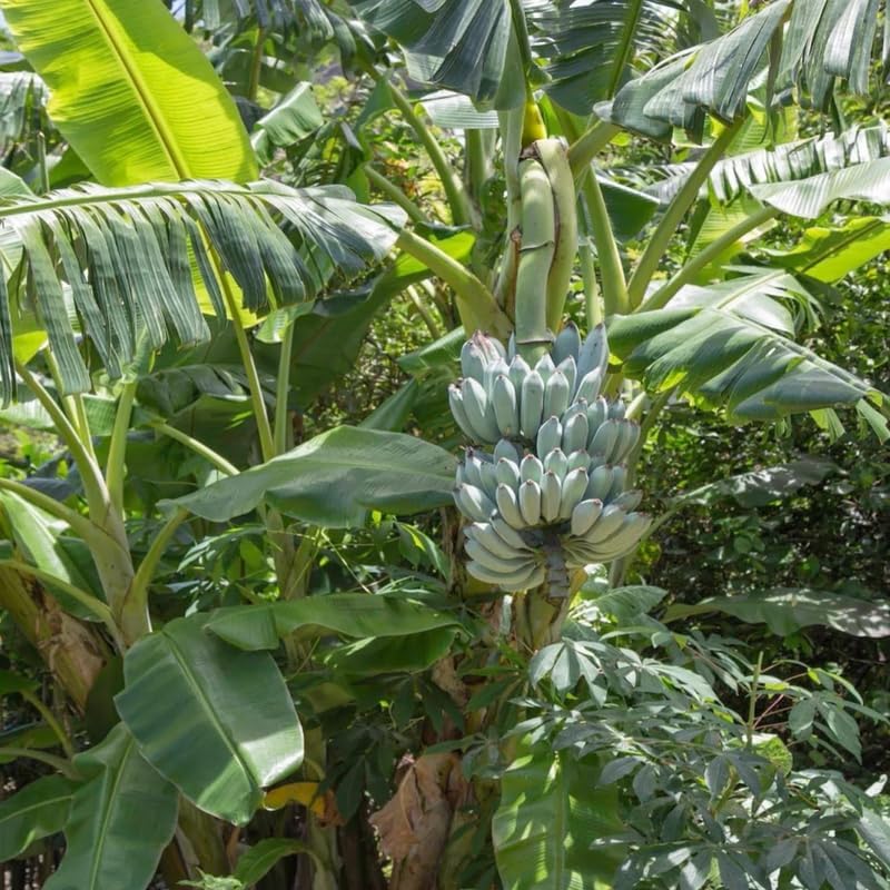 Blue Ice Cream Banana Plant Live, 4-6" Tall Well-Rooted for Indoor Tropical Displays, Cold Hardy