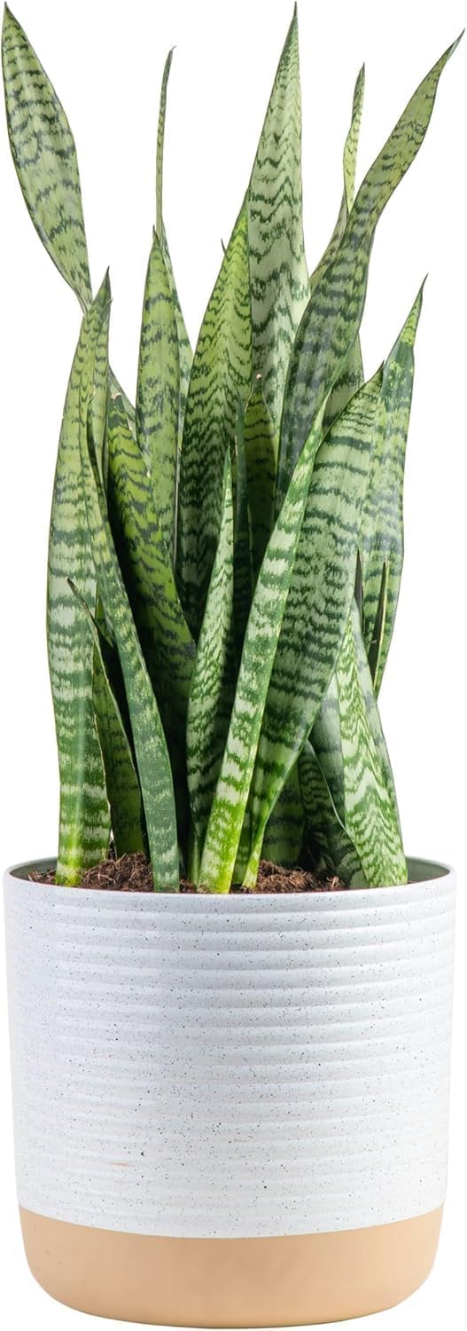 Costa Farms Premium Live Indoor Snake Sansevieria Floor Plant Shipped in Décor Planter, 2-Feet