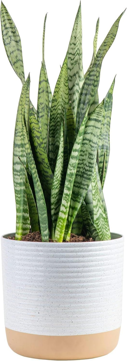 Costa Farms Premium Live Indoor Snake Sansevieria Floor Plant Shipped in Décor Planter, 2-Feet