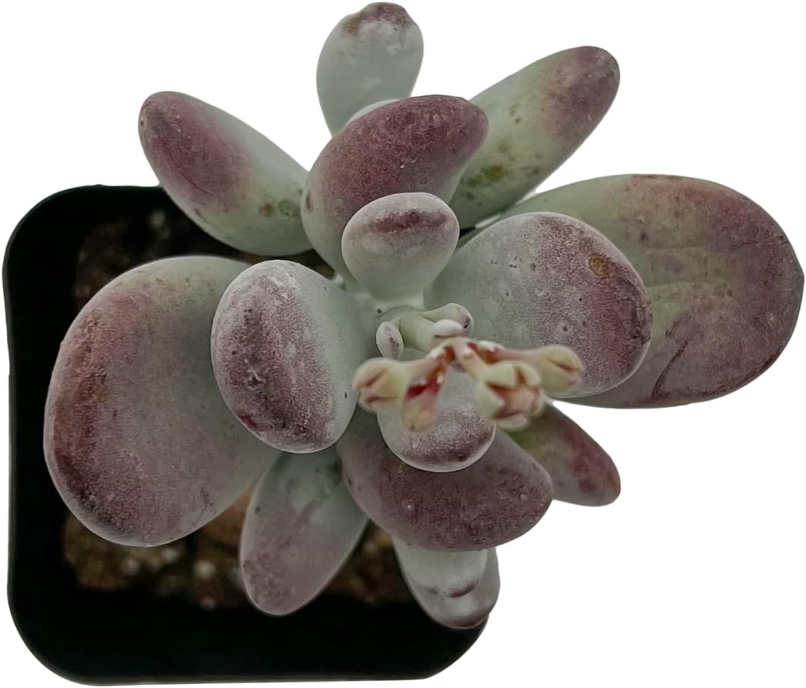 Sprout N Green Cotyledon Orbiculata cv., Rare Live Succulent Plant Fully Rooted in 2" Planter with