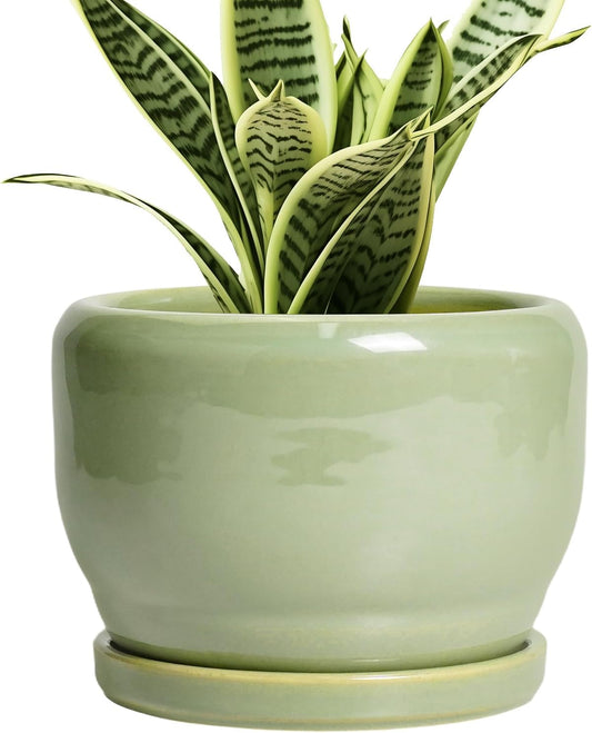 SQOWL Ceramic Pot for Plants - 6 Inch Planter for Indoor Outdoor Plants, Round Decorative Flower