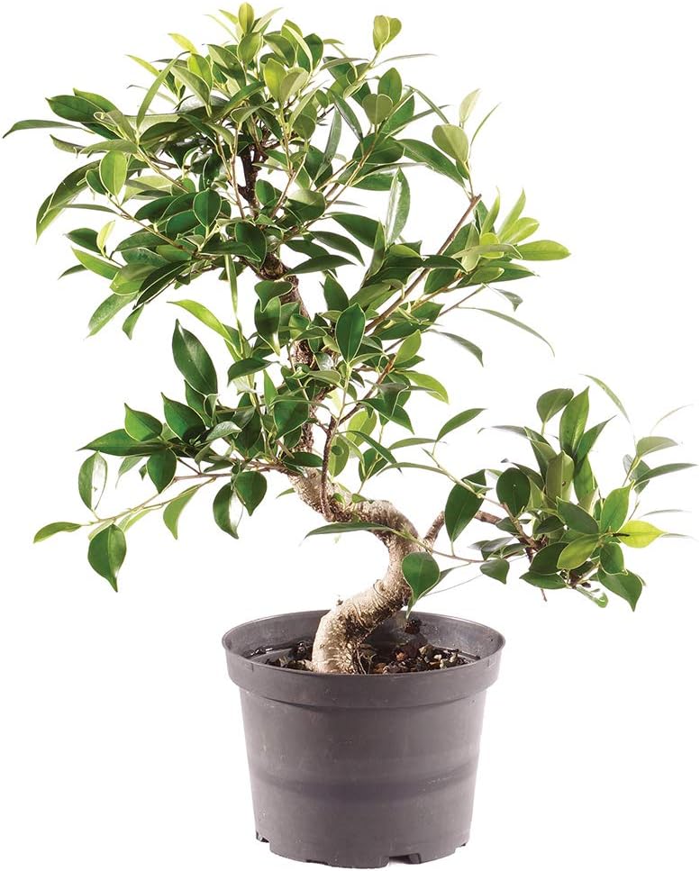 Brussel's Bonsai Live Golden Gate Ficus Indoor Bonsai Tree-7 Years Old 8" to 10" Tall with Plastic