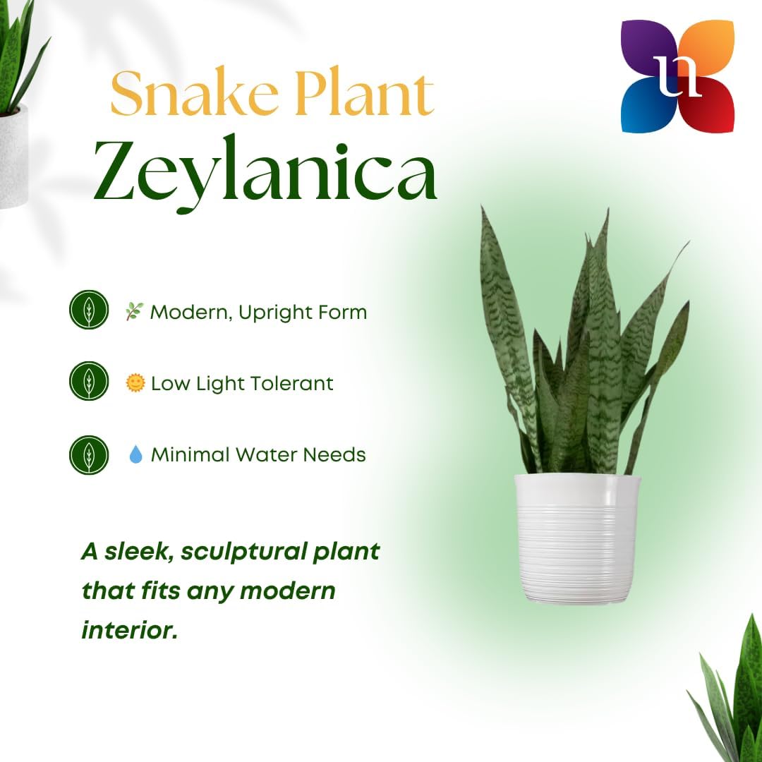 United Nursery Sansevieria Zeylanica Live Indoor Snake Plant 26-32 Shipping Size Shipped Fresh in