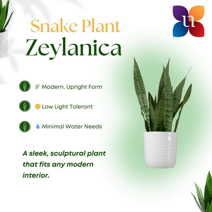 United Nursery Sansevieria Zeylanica Live Indoor Snake Plant 26-32 Shipping Size Shipped Fresh in