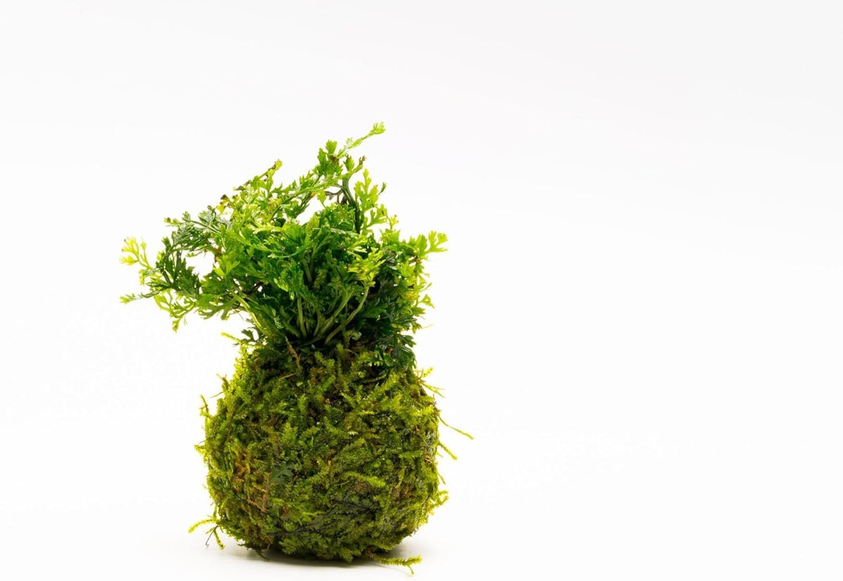 SubstrateSource Live Planted Decor - Mini Bolbitis on Clay Moss Ball - Deep Green Fern Leaves