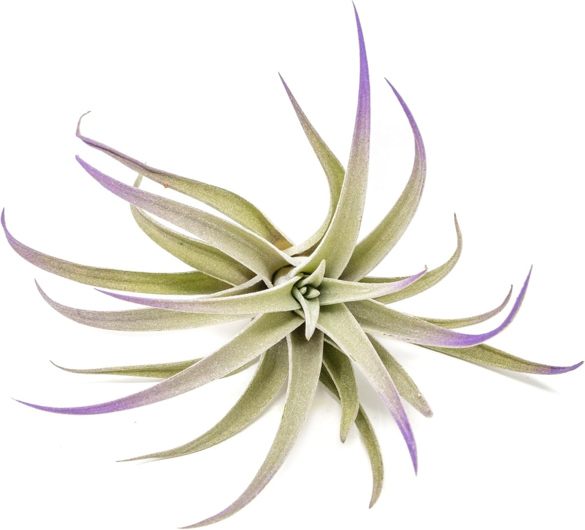 Purple Colorful Tillandsia Air Plants - Long Lasting Color Enhanced Live Tillandsia Succulent House