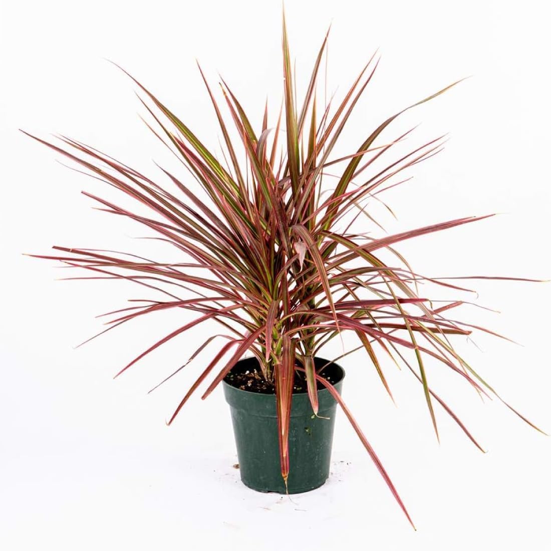 American Plant Exchange Dracaena 'Colorama' – 6-Inch Pot – Live Colorful Houseplant with Pink and