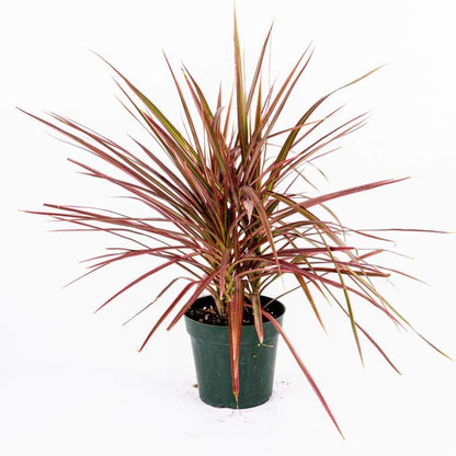 American Plant Exchange Dracaena 'Colorama' – 6-Inch Pot – Live Colorful Houseplant with Pink and