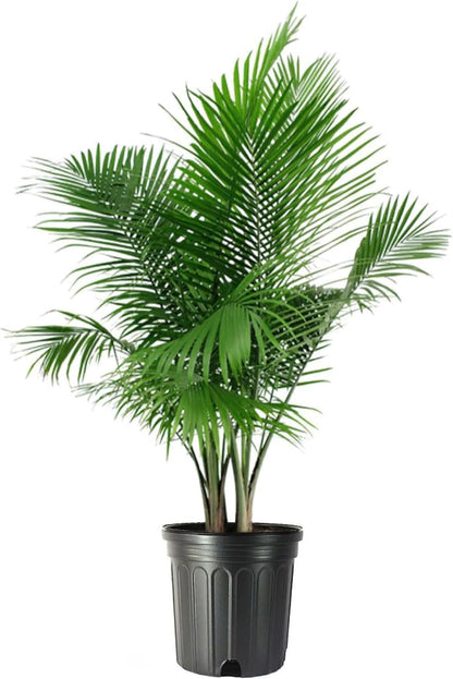 American Plant Exchange Majesty Palm – 10-Inch Pot – Live Tropical Houseplant with Arching Green
