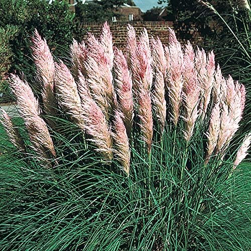 Outsidepride Pink Pampas Grass Seeds – 2,000 Pcs. Perennial, Drought-Tolerant Ornamental Grass for