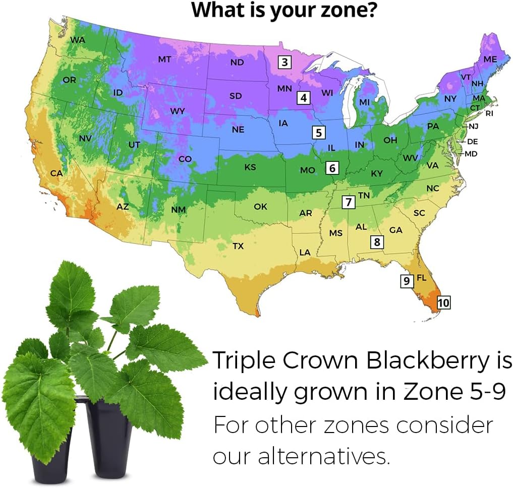 BlackBerry Plants Triple Crown (4 Pack) Live for Sale | Easy to Grow Plants | Edible Fruit Plant