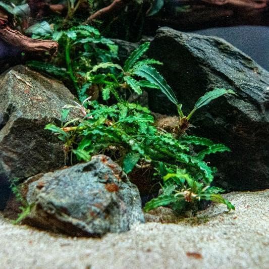 SubstrateSource Bucephalandra Titan Potted Live Aquarium Plant - Natural Freshwater Fish Tank