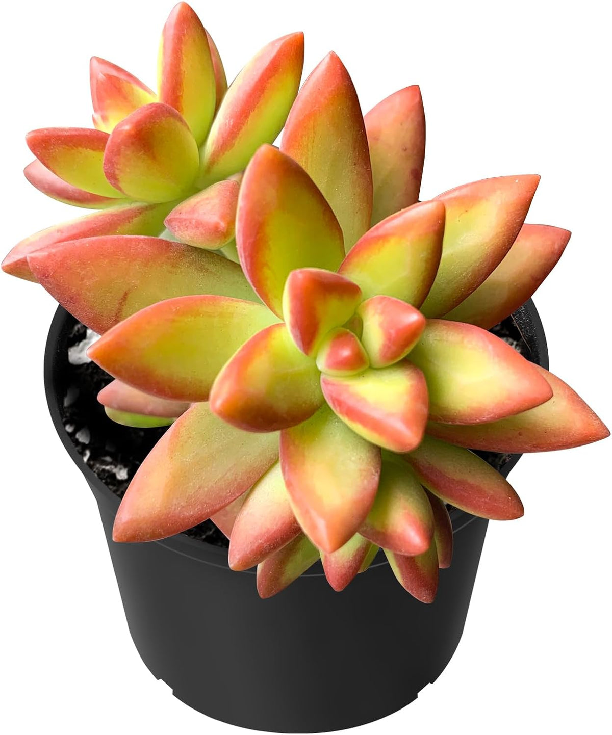 Sprout N Green Sedum Adolphi 'Firestorm', 1 Live Mini Succulent Plant Fully Rooted in 2 inch