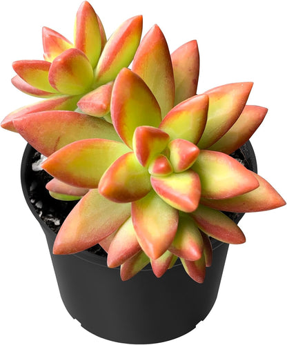 Sprout N Green Sedum Adolphi 'Firestorm', 1 Live Mini Succulent Plant Fully Rooted in 2 inch