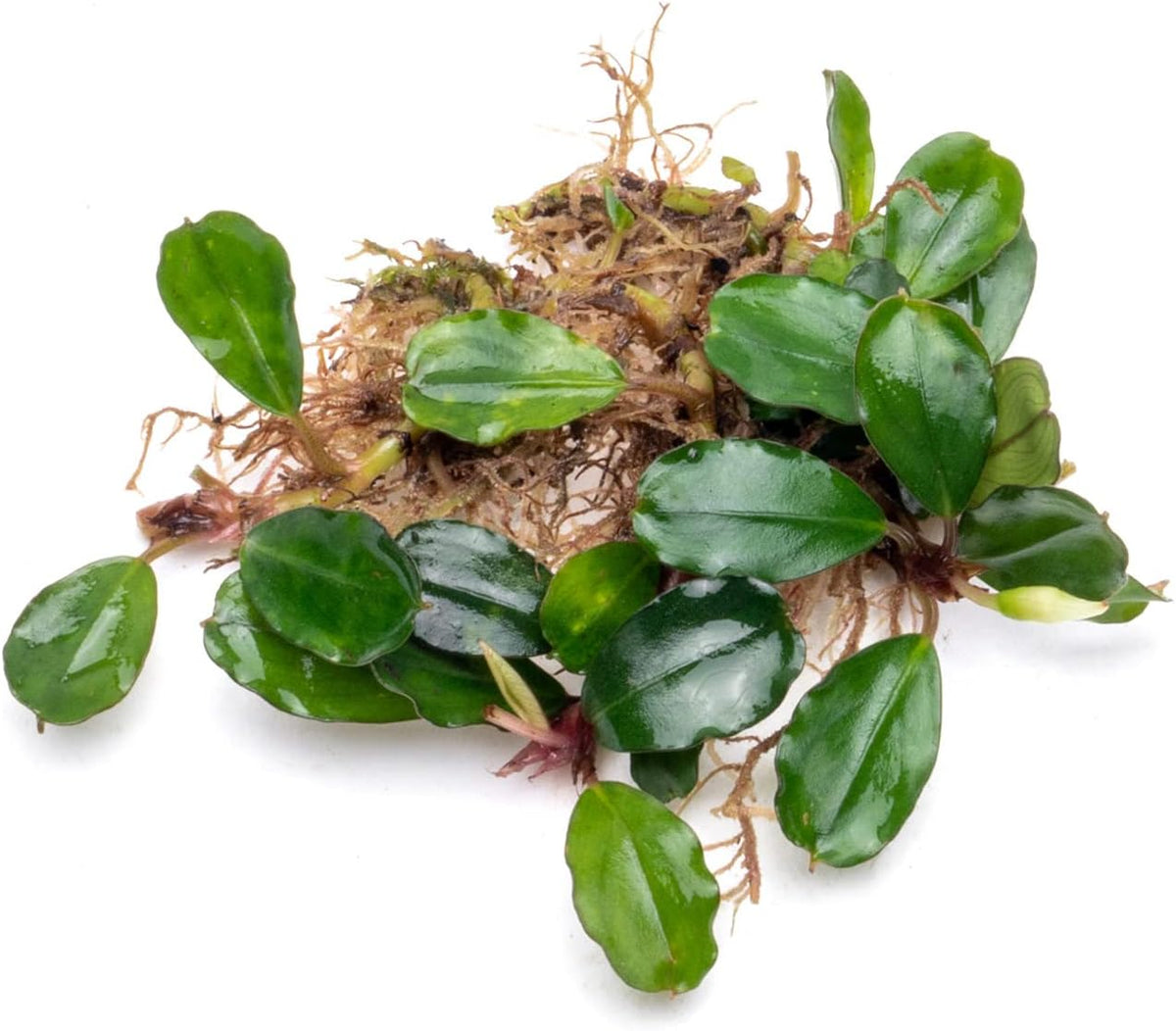 SubstrateSource Bucephalandra Brownie Athena Live Aquarium Plant - Natural Freshwater Fish Tank