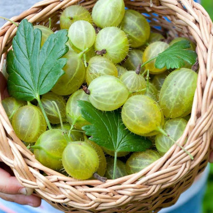 Sweet Gooseberry Plant Live for Planting, Gooseberry Bushes Live Plant 5 to 9 Inch Tall