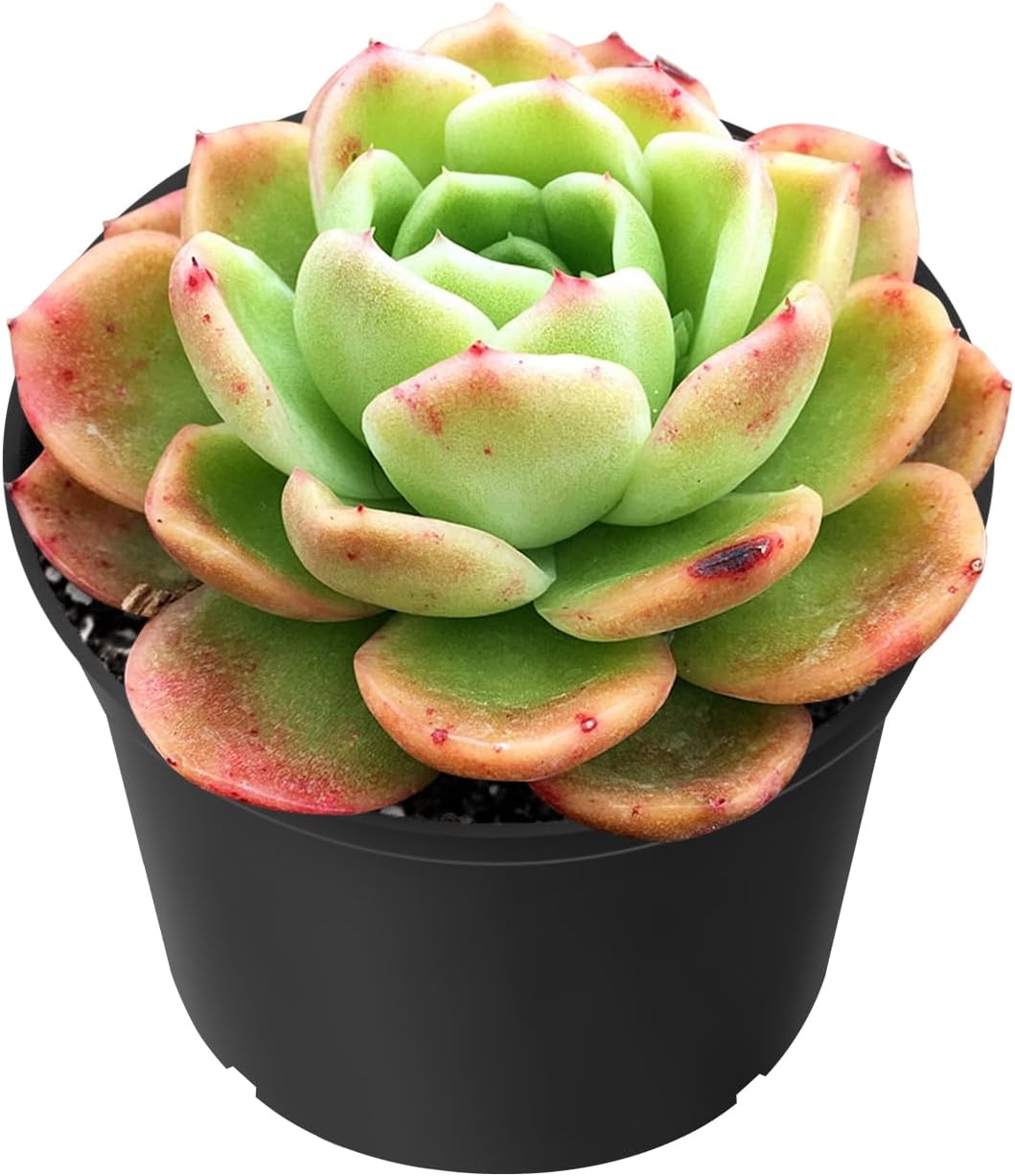 Sprout N Green Echeveria 'Gilva', Live Succulent Plant Fully Rooted in 2" Pots with Soil Mix, Real