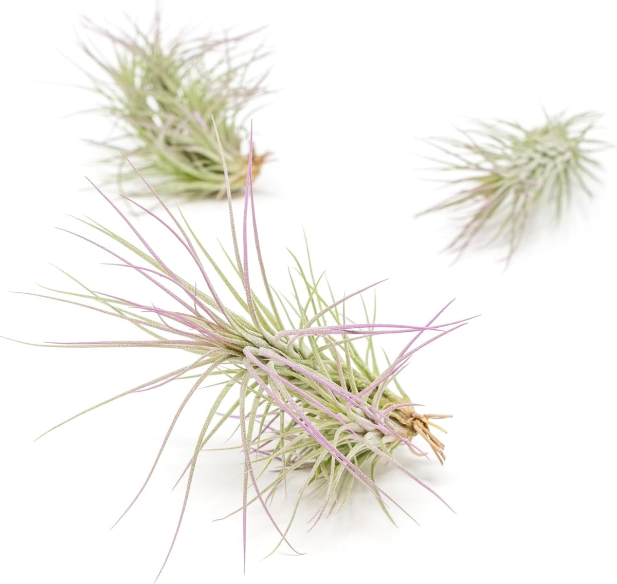 Lavender Colorful Tillandsia Air Plants - Long Lasting Color Enhanced Live Tillandsia Succulent
