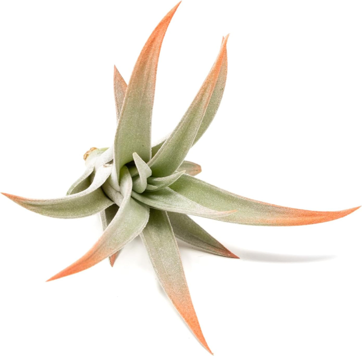 Coral Colorful Tillandsia Air Plants - Long Lasting Color Enhanced Live Tillandsia Succulent House
