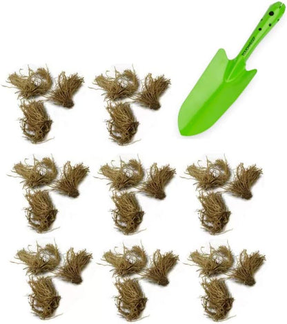 Amazing Deal - 24 Hosta Bare Roots Plants w/Planting Shovel - Mixed Heart-Shaped, Rich Green