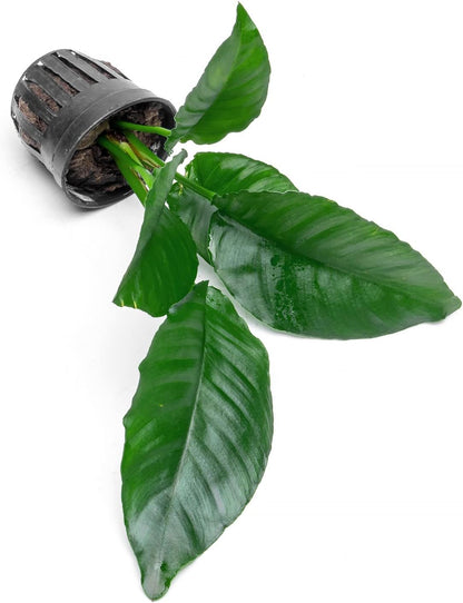 SubstrateSource Anubias Live Aquarium Plants - Potted Freshwater Plant for Fish Tanks, Terrariums