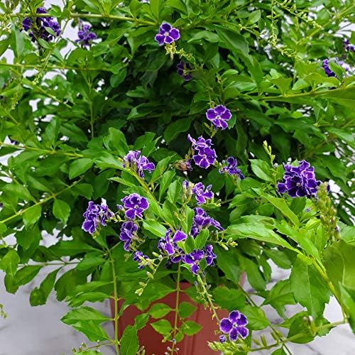 Tropical Plants of Florida - Duranta Sapphire Showers - Flowering Bush Plant - Overall Height 22"