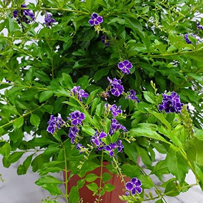 Tropical Plants of Florida - Duranta Sapphire Showers - Flowering Bush Plant - Overall Height 22"