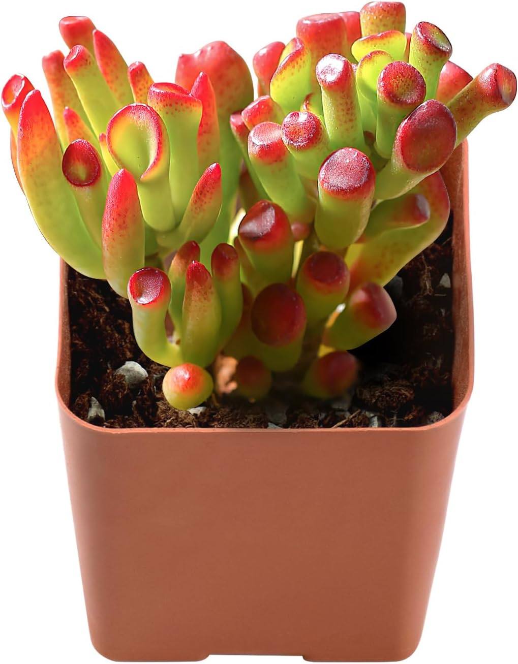 2" Live Succulent 'Trumpet Jade', Rare Succulent Plants Fully Rooted in Pots, Unique House Plant