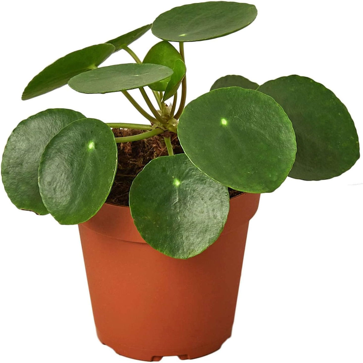 Pilea Peperomioides 'Chinese Money' Live Plant for Indoor | Different Houseplants in 4'' & 6'' Pot