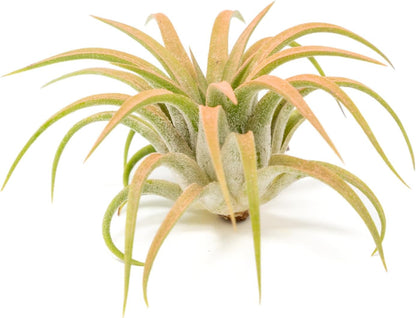 Coral Colorful Tillandsia Air Plants - Long Lasting Color Enhanced Live Tillandsia Succulent House