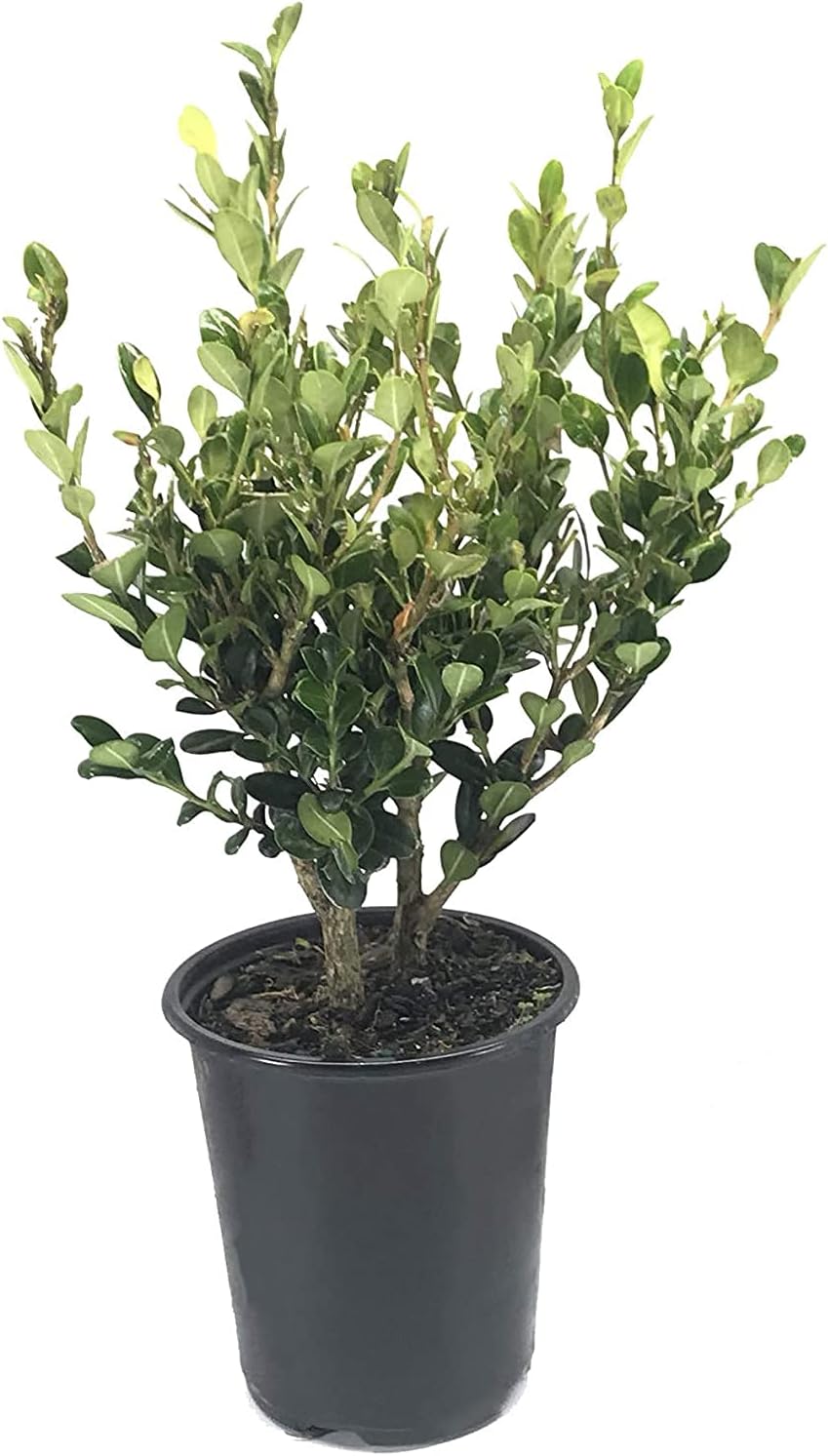 Winter Gem Boxwood | 1 Live 4 Inch Pot | Buxus Microphylla Japonica | Fast Growing Cold Hardy