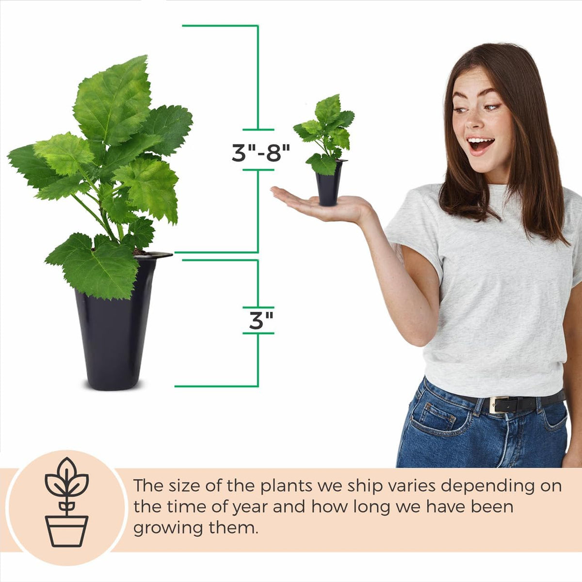 BlackBerry Thorny Plants Kiowa (4 Pack) Live for Sale | Easy to Grow Plants | Edible Fruit Plant