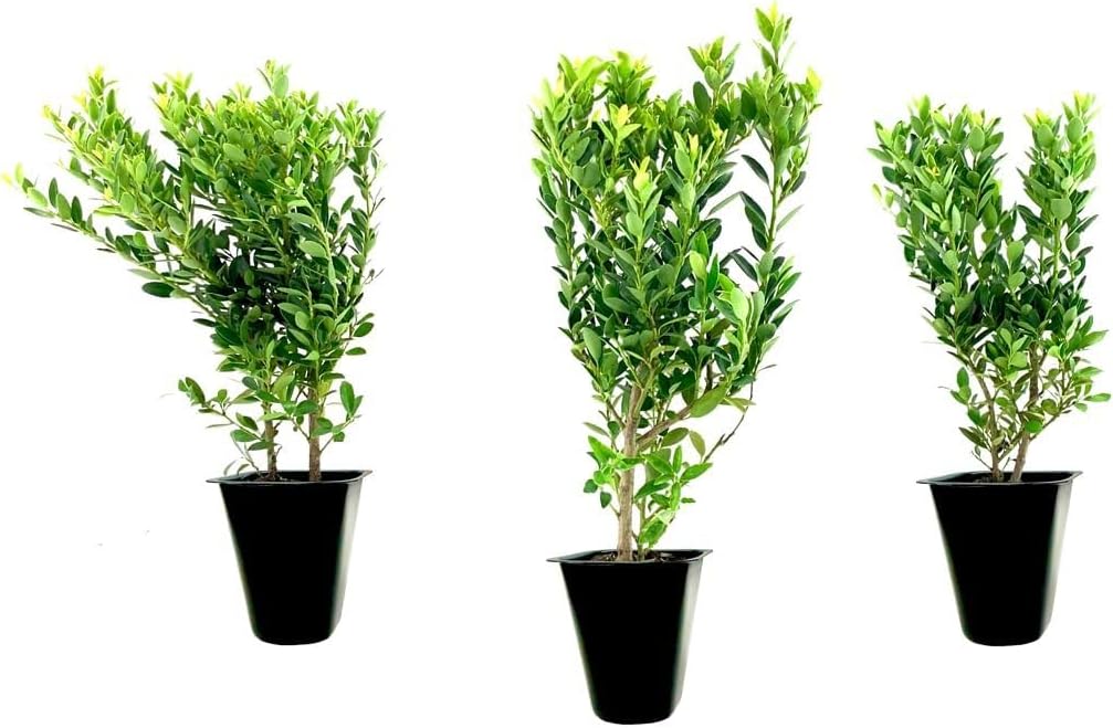 Hoogendoorn Holly Shrub I 3 Live Plants I Ilex Crenata | Lustrous Evergreen for Hedging, Privacy