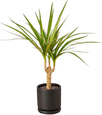 Dracaena Marginata Cane Live Plant for Indoor | Different Houseplants in 4'' & 6'' Pot | Real House