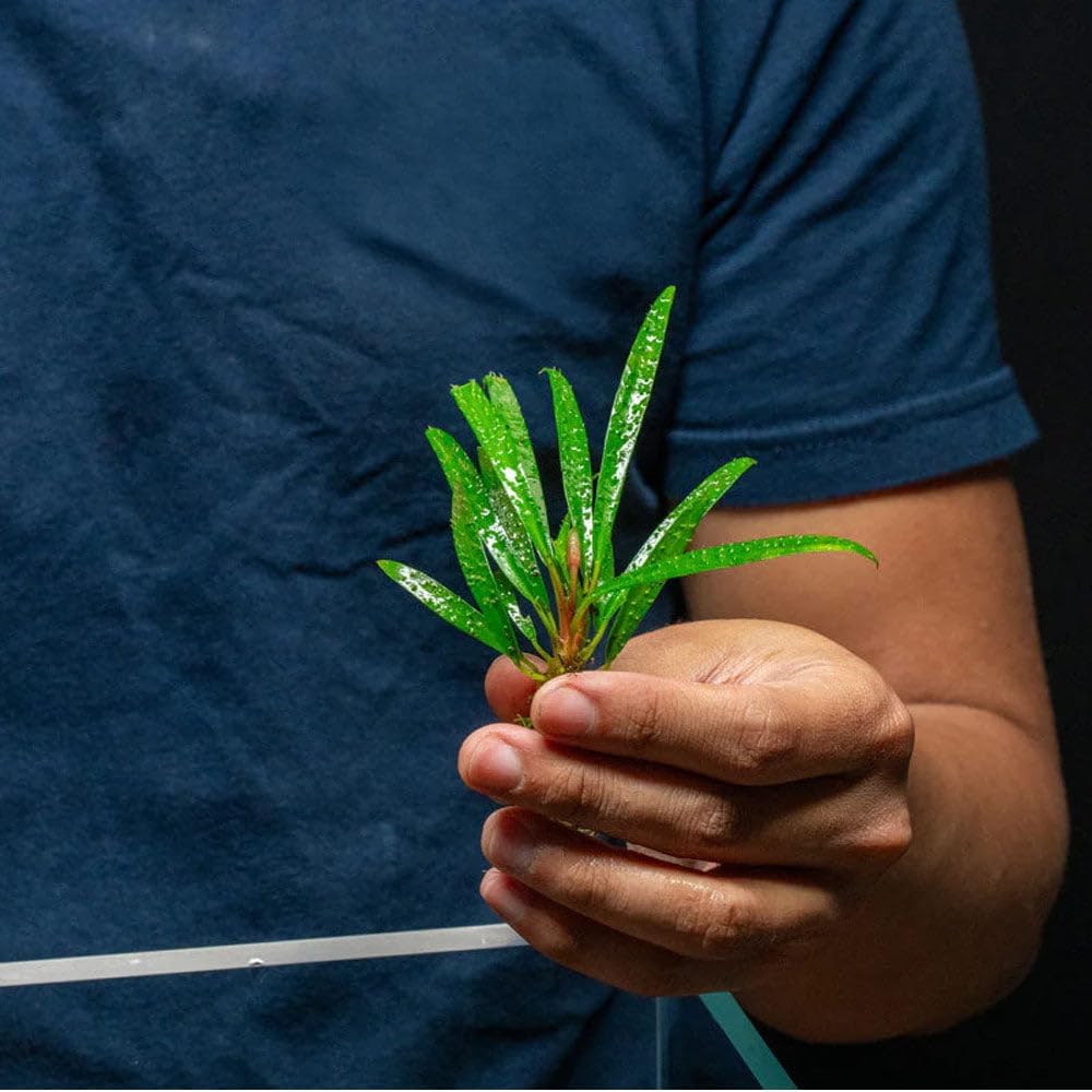 SubstrateSource Live Jungle Plant - Homalomena sp. 'Sub-Hasei' - Moderate Care, Low to Medium