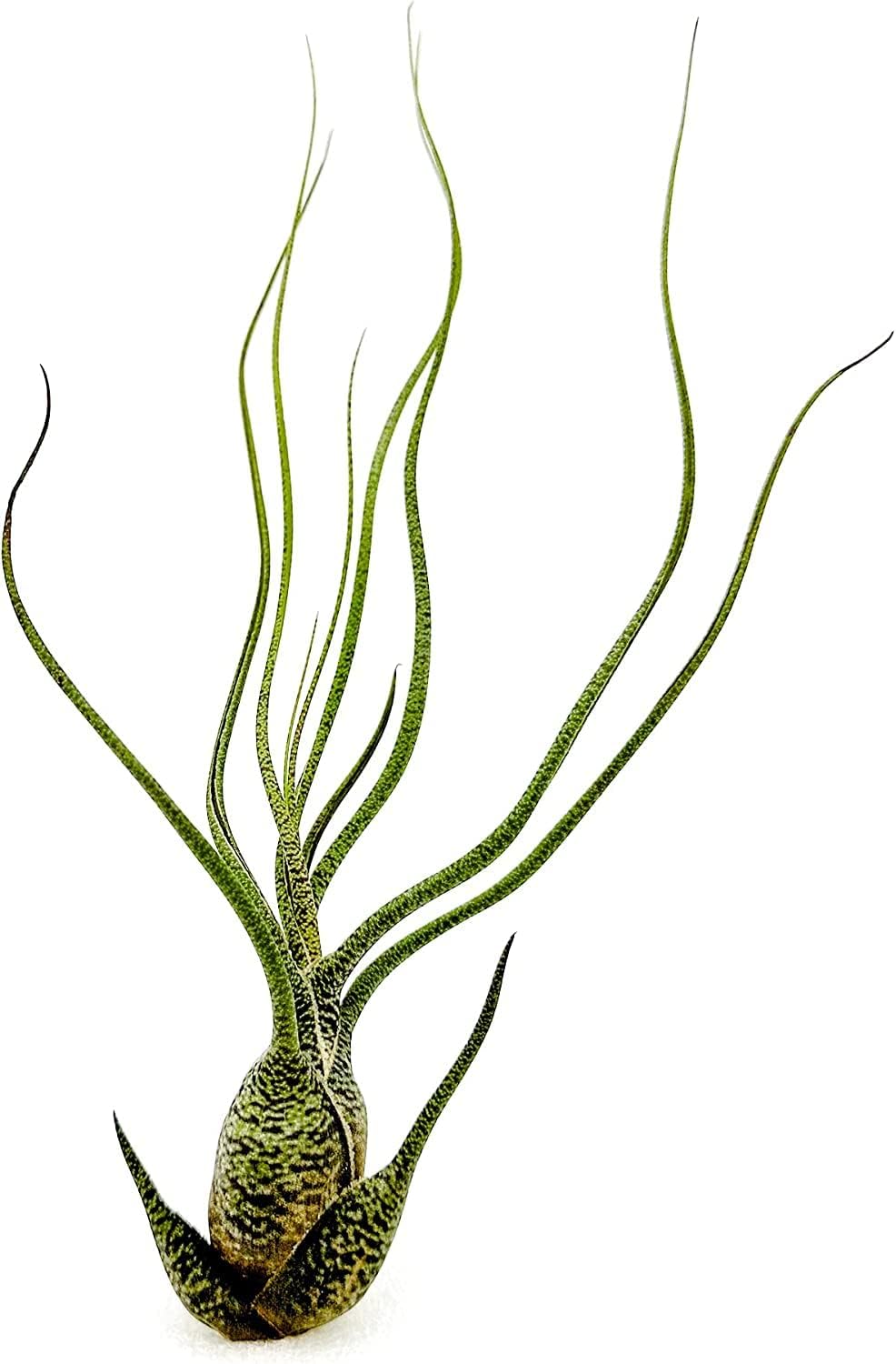 ragnaroc Live Air Plants - Tillandsia Butzii, Jumbo 7-9" - 2ct - Live Arrival Guaranteed - House