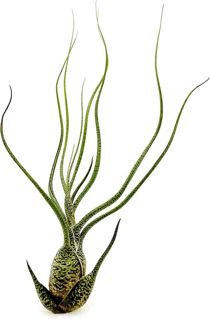 ragnaroc Live Air Plants - Tillandsia Butzii, Jumbo 7-9" - 2ct - Live Arrival Guaranteed - House