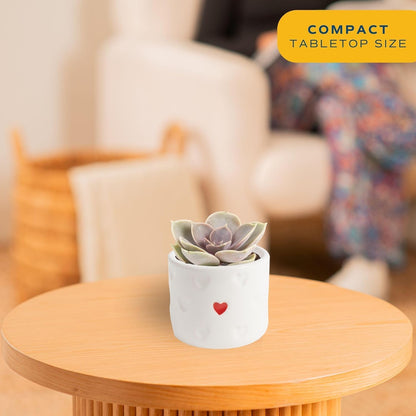 Costa Farms Mini Succulent Live Plant in Decorative Pot, Easy to Maintain Succulent Indoor