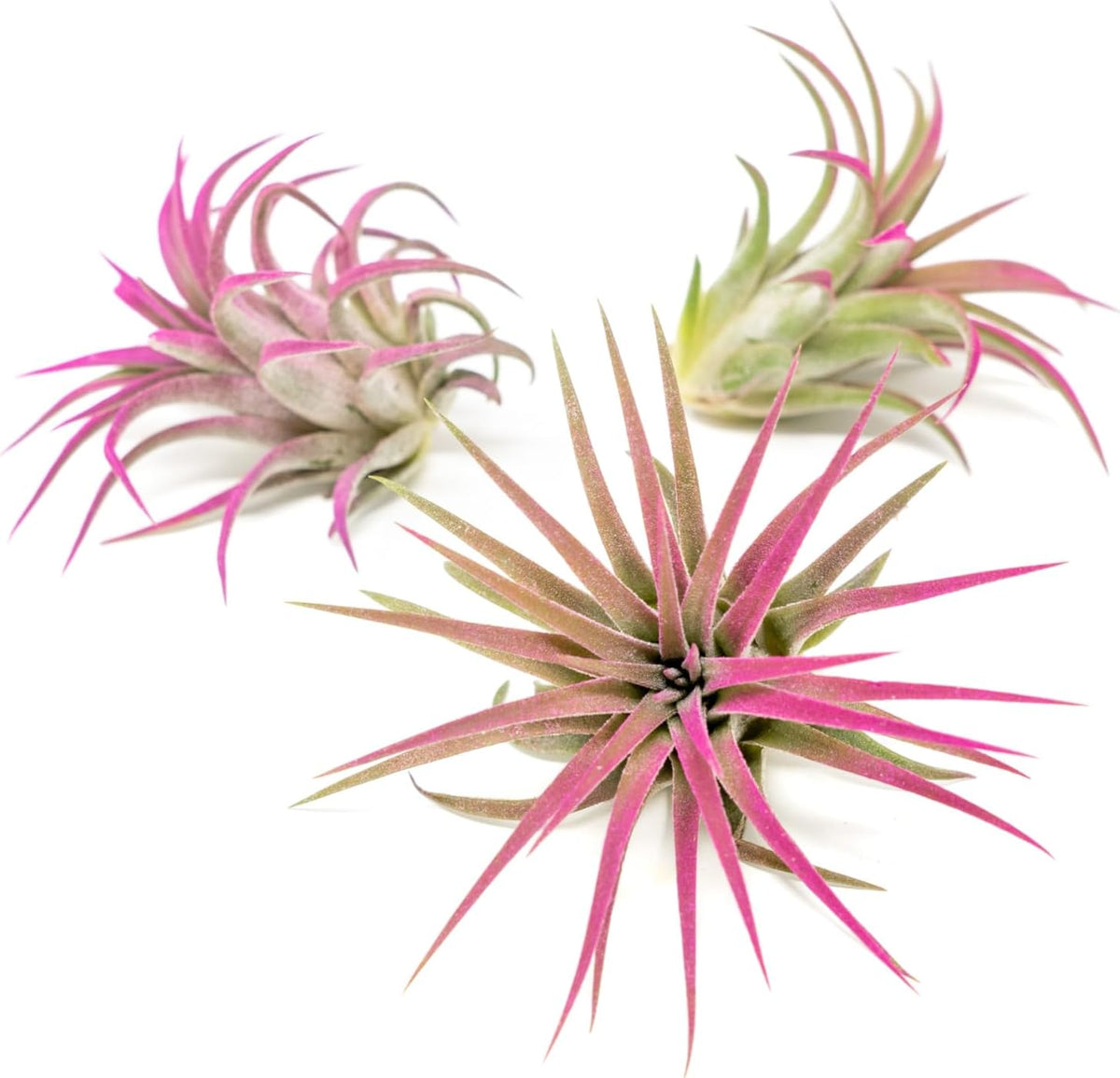 Fuchsia Colorful Tillandsia Air Plants - Long Lasting Color Enhanced Live Tillandsia Succulent