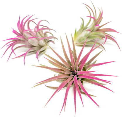 Fuchsia Colorful Tillandsia Air Plants - Long Lasting Color Enhanced Live Tillandsia Succulent