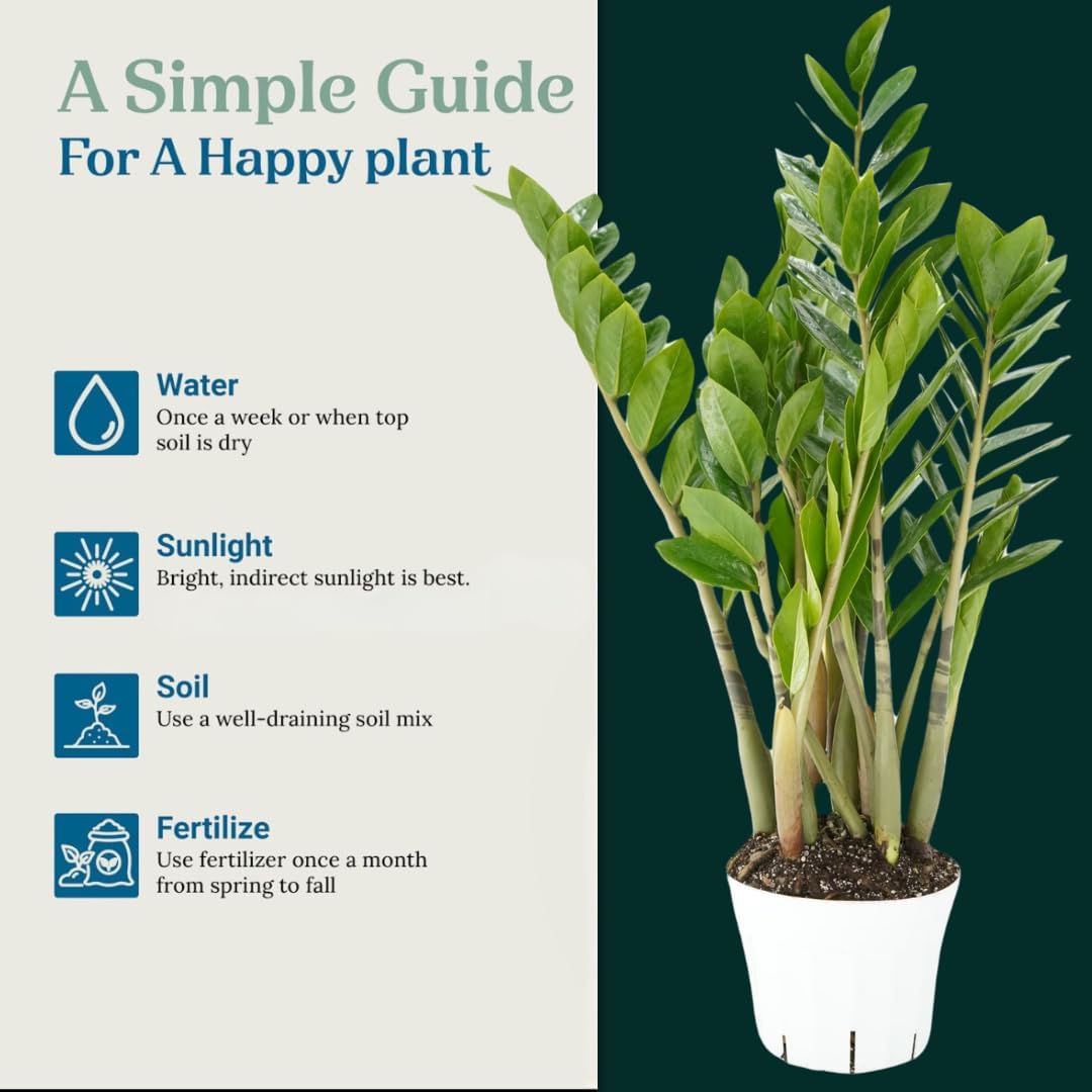 ZZ Plant Live - Air Purifier Indoor House Plant for Home Decor, Room Decor - Ideal Live Plant for