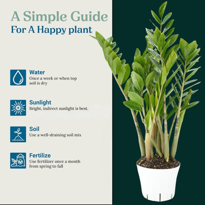 ZZ Plant Live - Air Purifier Indoor House Plant for Home Decor, Room Decor - Ideal Live Plant for