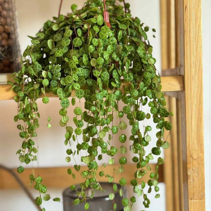 String of Turtles Plant Live, Trailing Succulent Vine, Rare Live Indoor Plant in Pot