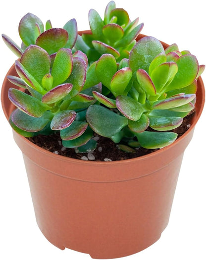 Live Succulents Dwarf Jade (4-inch), Succulent Plants Fully Rooted in Pots with Soil, Easy-Care