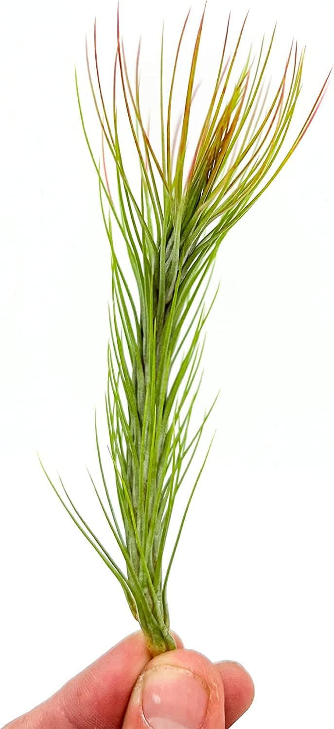 ragnaroc Air Plants - Tillandsia Funckiana Hybrid, Large 5-7" - 3ct - Live Arrival Guaranteed