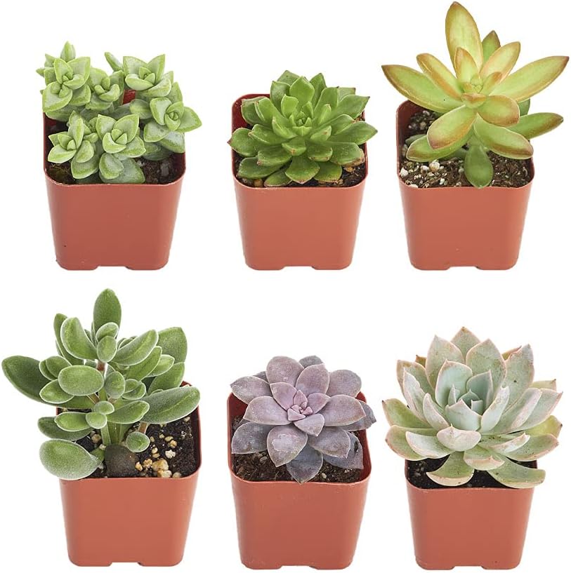 Shop Succulents Unique Succulent Plant Pack Collection - Live Mini Succulent Plants, Low