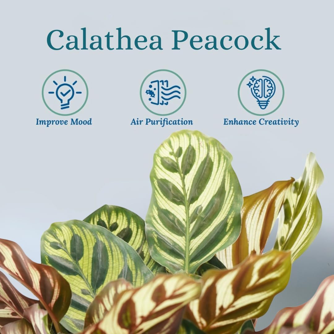 Calathea Peacock Live Plant - Air Purifier and Home Decor | Colorful Indoor Plants Live Houseplant