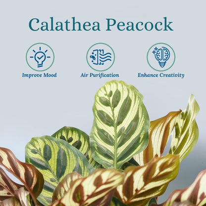 Calathea Peacock Live Plant - Air Purifier and Home Decor | Colorful Indoor Plants Live Houseplant